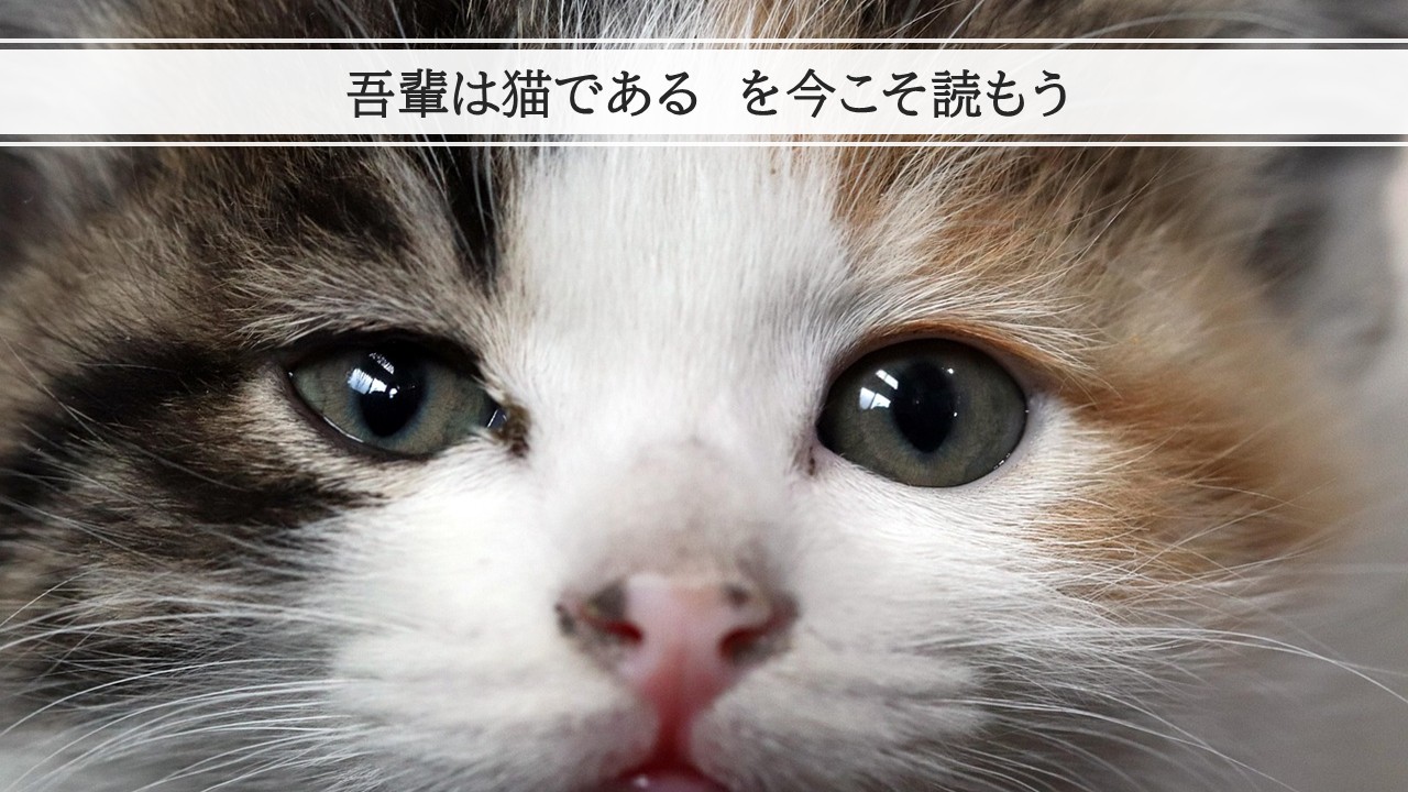 『吾輩は猫である』記事のサムネイル